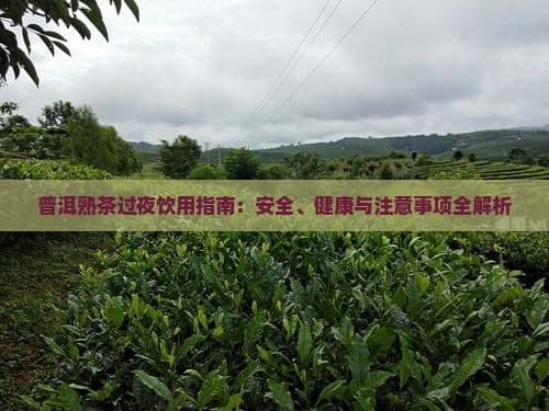 普洱熟茶过夜饮用指南：安全、健康与注意事项全解析
