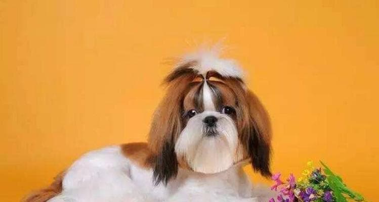 西施犬大小便训练全攻略