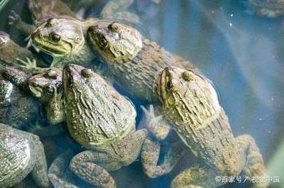 黑鱼养殖技术视频教程：鱼缸黑鱼养殖的日常管理技巧