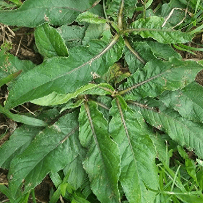 地胆草：一种常见的清热解毒中草药