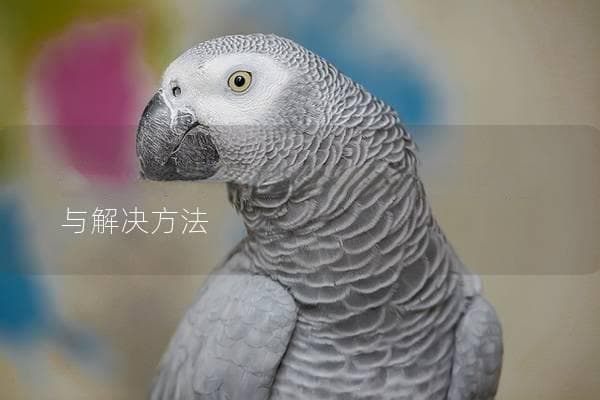 鹦鹉为什么打架？探究其背后的原因与解决方法