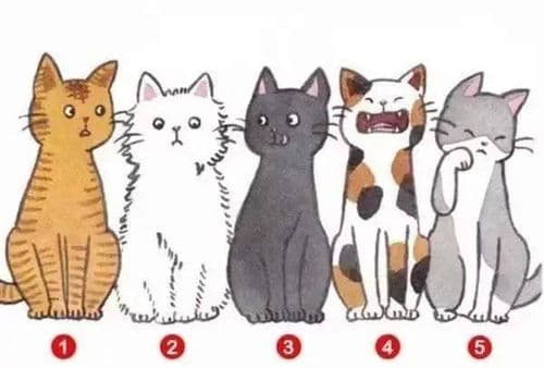 猫咪逃跑心理探究与应对