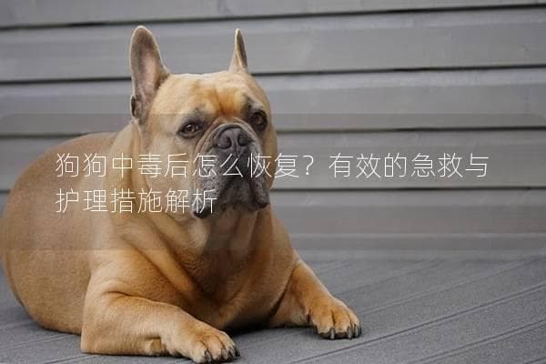狗狗中毒后怎么恢复？有效的急救与护理措施解析