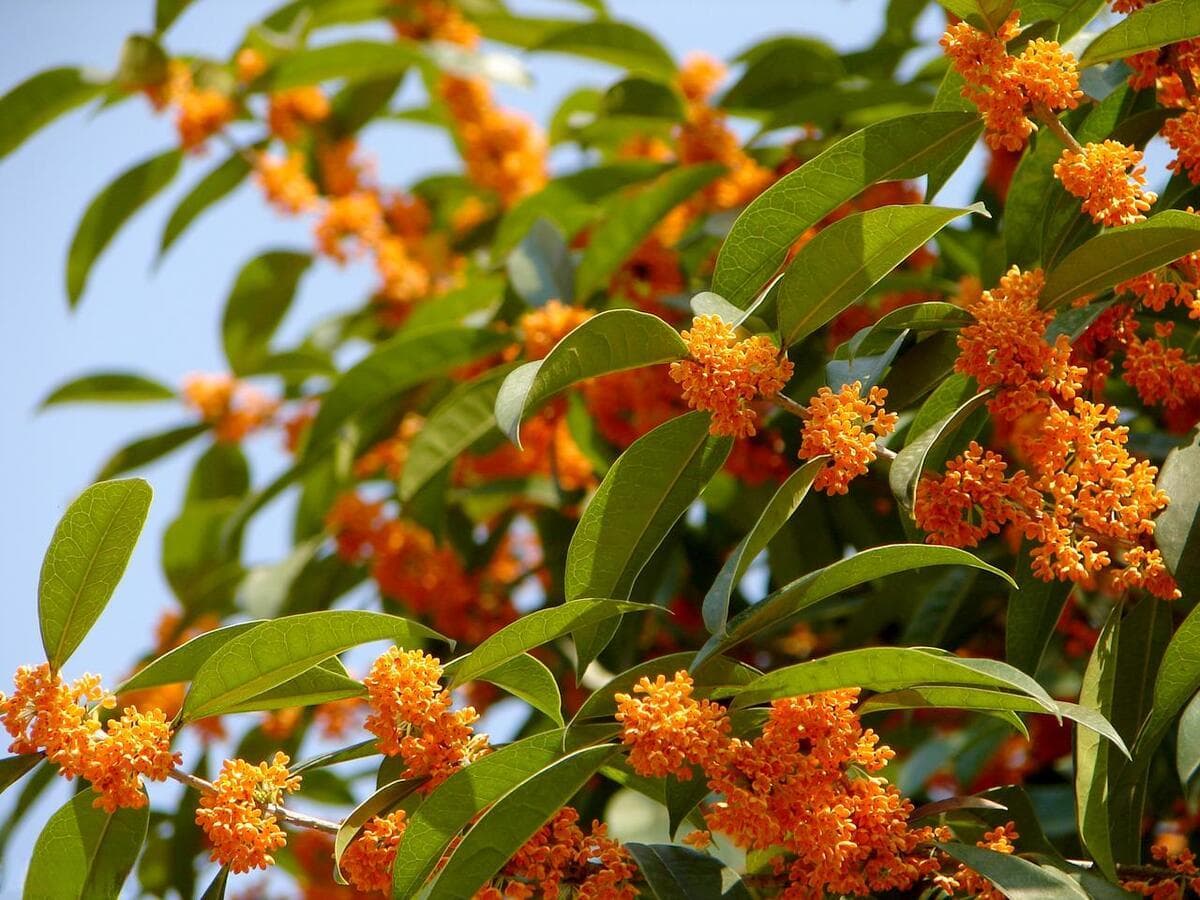 桂花树扦插方法及最佳时间（这花特好养活，插个枝条就能活）