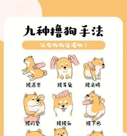 正确的抱狗狗手法，让你的宠物更舒适