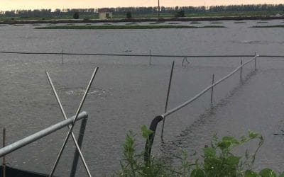 智能监测系统提升水产养殖效益：产量增30%，成本降20%