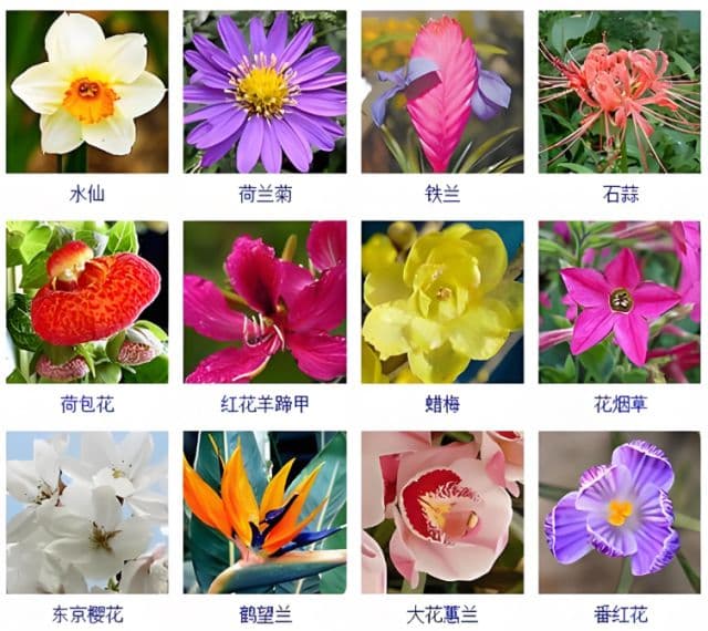 中国本土十大名花
