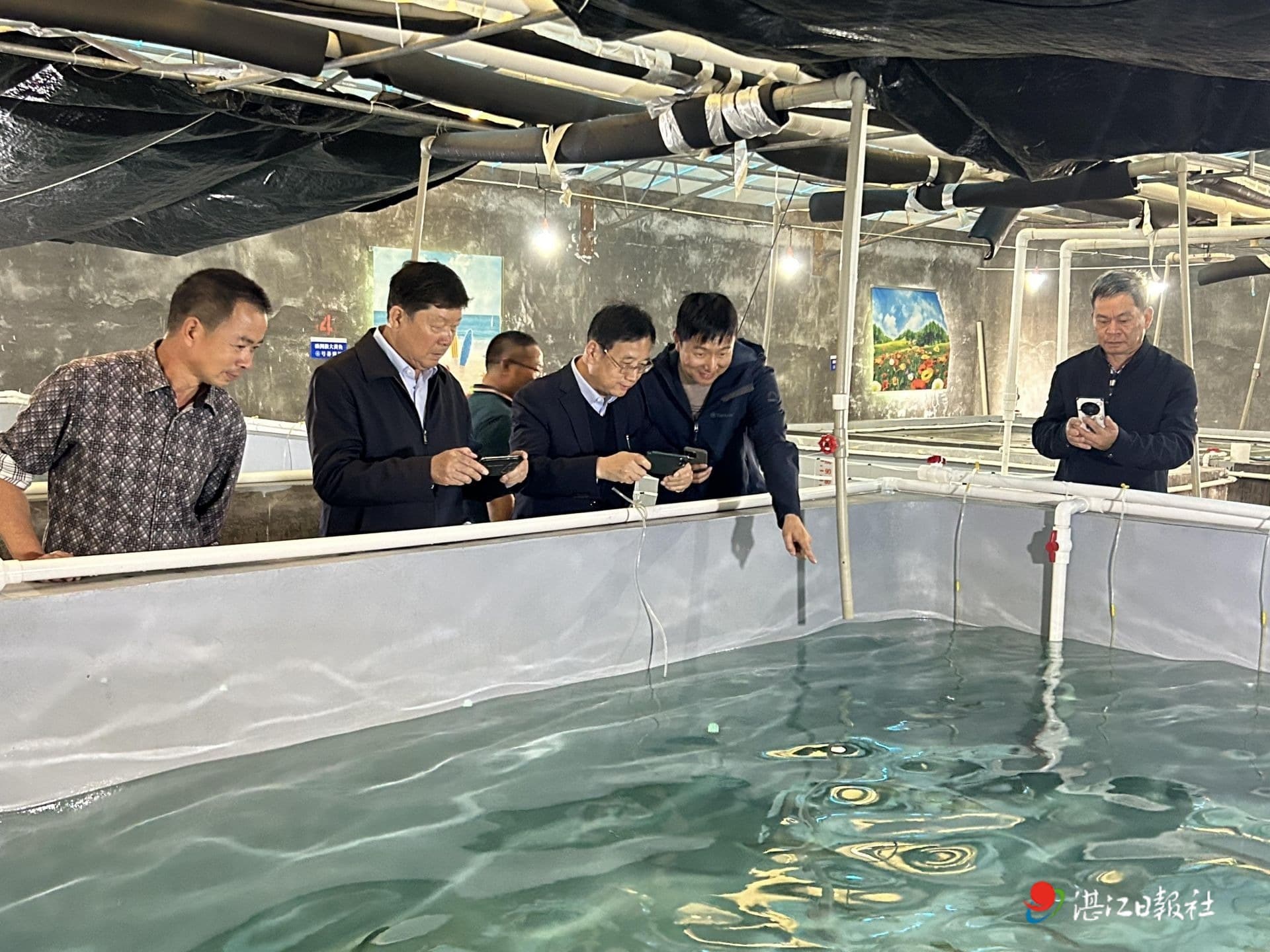 装上“湛江芯” 让本土大黄鱼游向世界