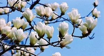 玉兰花的象征意义与寓意（探寻玉兰花语的深层内涵）