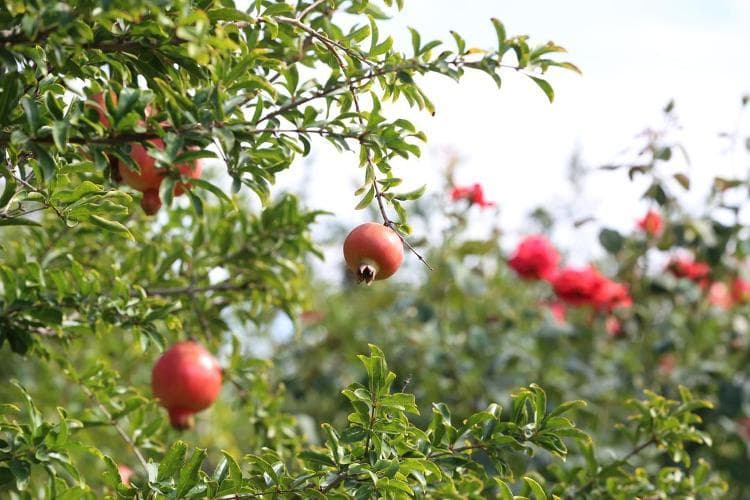石榴叶茶、石榴醋、石榴煎饼……枣庄靠一颗石榴果，“链”出百亿大产业