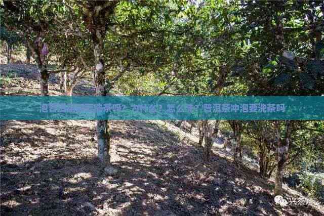 泡普洱茶需要洗茶吗？为什么？怎么洗？普洱茶冲泡要洗茶吗