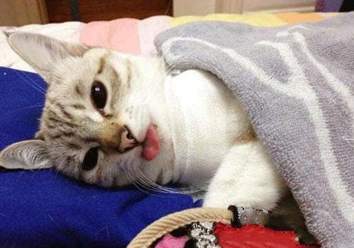 猫咪手术后的护理指南：从麻醉到术后康复的全方位指导