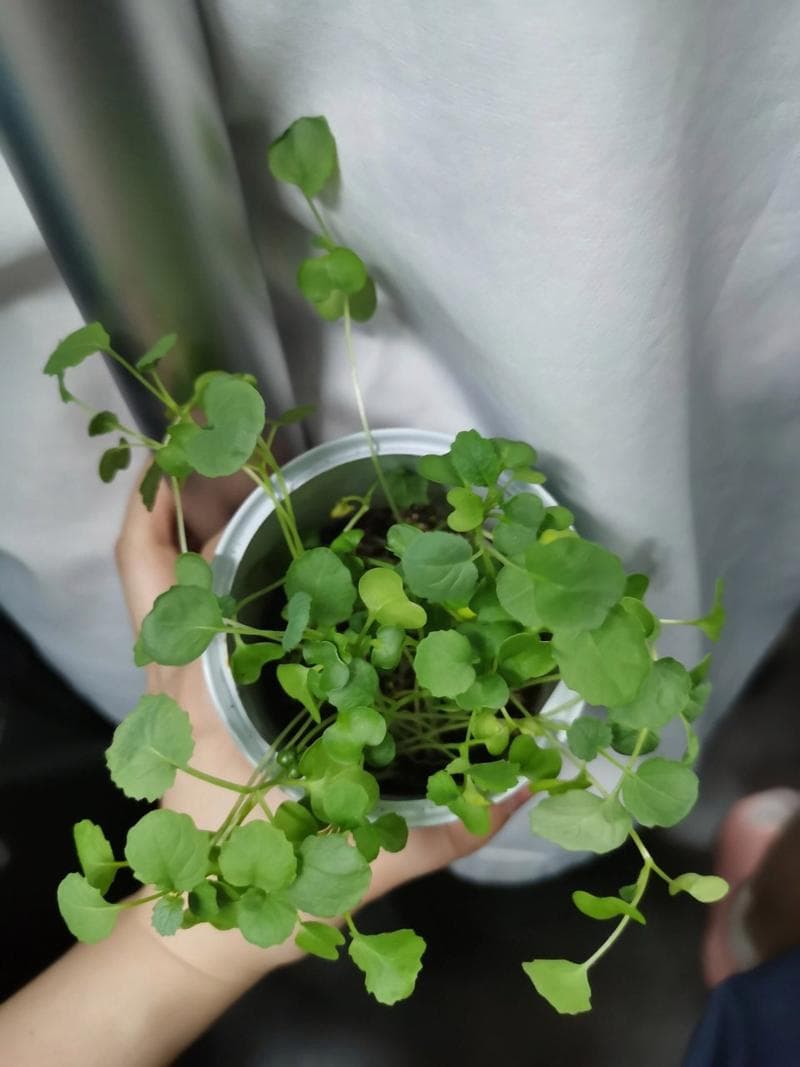 心形草种植方法图解：黄花酢浆草、红花酢浆草和四叶草的栽培指南