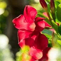 张天师张道陵：道教创始人的传奇人生