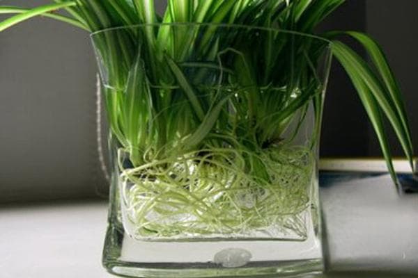 盆栽蔬菜无土栽培技术详解