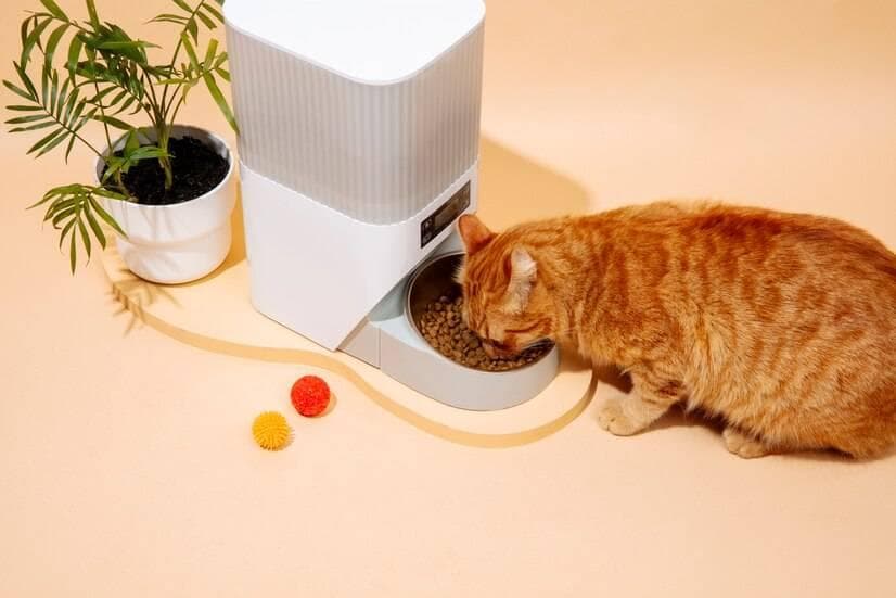 如何判断猫咪是否喜欢这一款猫粮？猫咪遇到喜欢猫粮会有什么表现