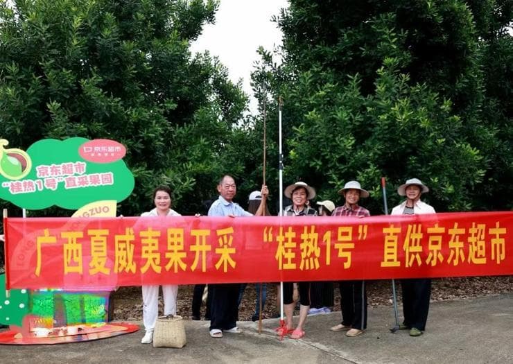 国产夏威夷果采收季开启：国产化让价格从百元降至十几元