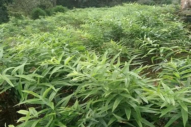 黄精种植技术及亩收益