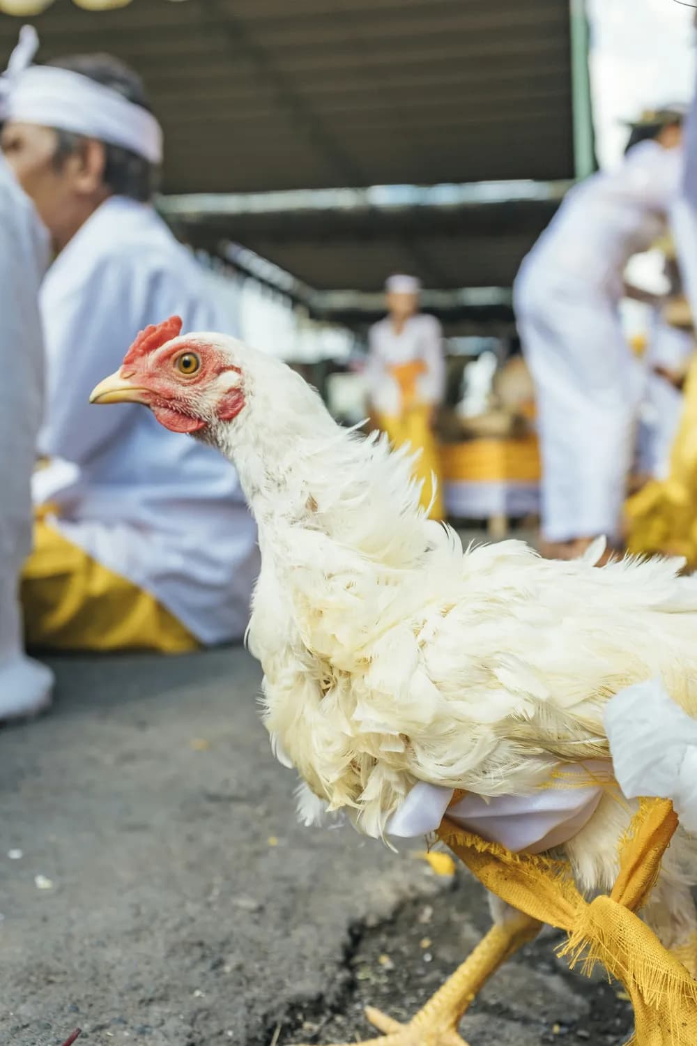 春节必吃！文昌鸡教你大吉大利迎新年