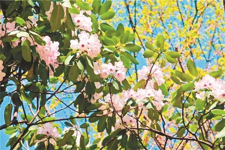 春日赏花盛宴即将开启 周至推出赏花指南帮你“划重点”