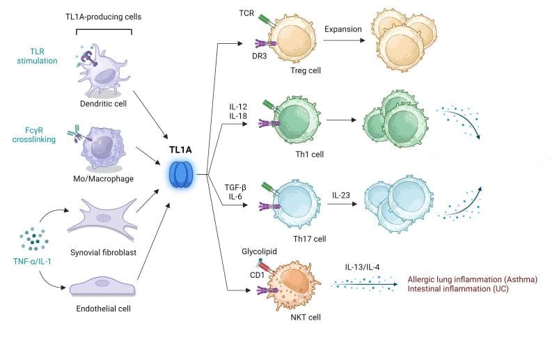 TL1A：DR3信号转导机制、生理作用及临床环境中的潜在应用