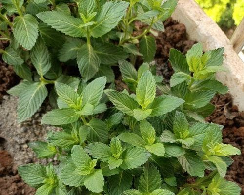 八仙草——一种具有丰富医学价值的植物