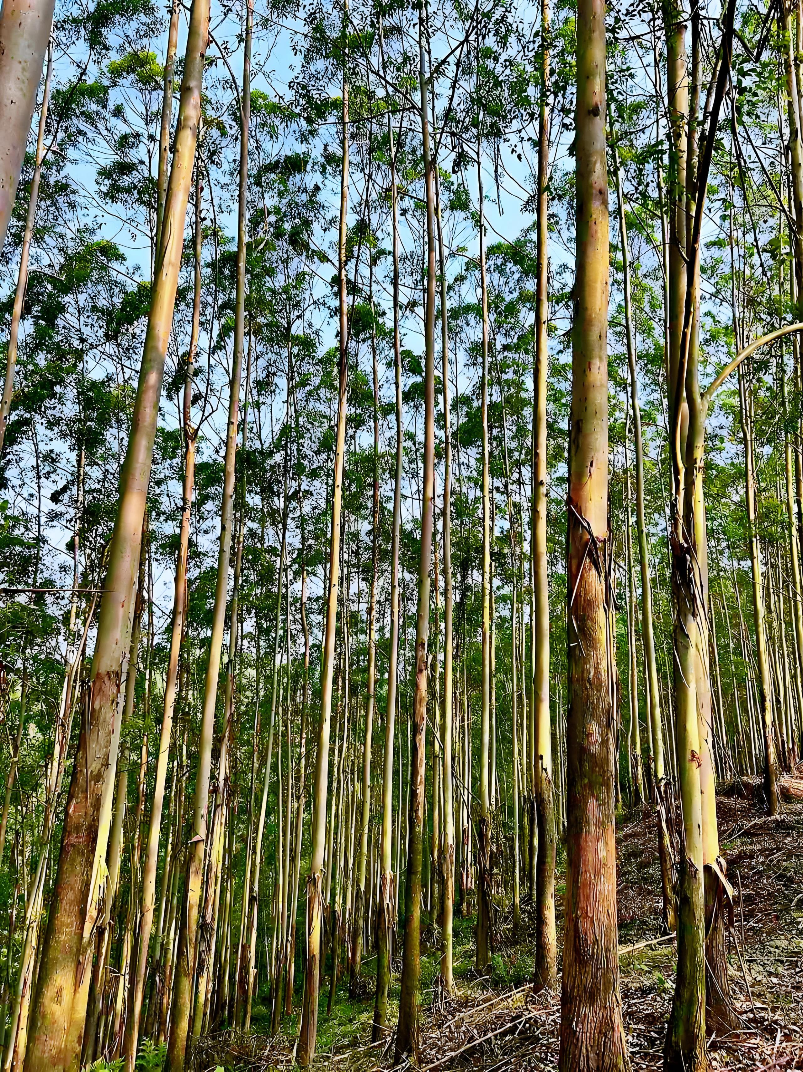 1000元/亩！种植桉树第一年，我是怎么花钱如流水的？