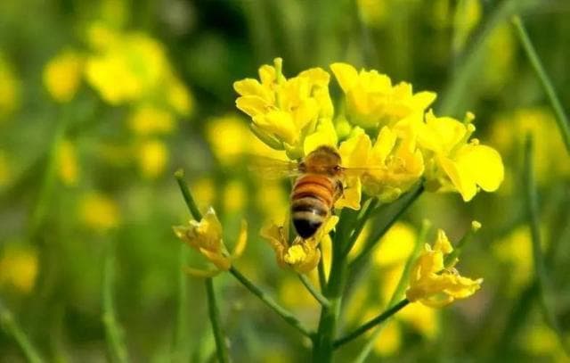 揭秘蜜蜂"自杀式"防御：为何蜇人后必死？