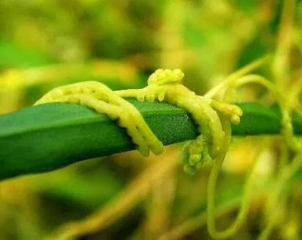 菟丝子：一种兼具药用价值与农业危害的寄生植物
