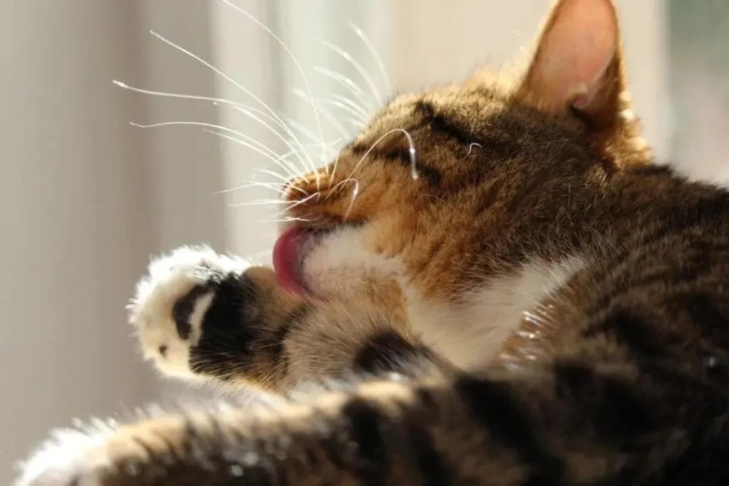 猫咪舔毛行为大揭秘：从日常打理到情感社交的深度剖析