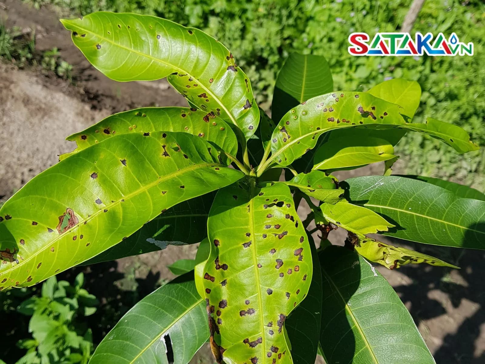 如何识别和处理辣椒植株上的炭疽病