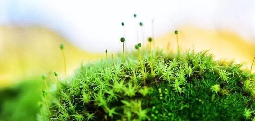 青苔的生长环境是怎样的？青苔适合生长在什么地方？