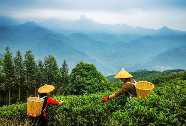 “漳州乌龙茶”之诏安八仙茶：根吸石中泉 叶富土中硒