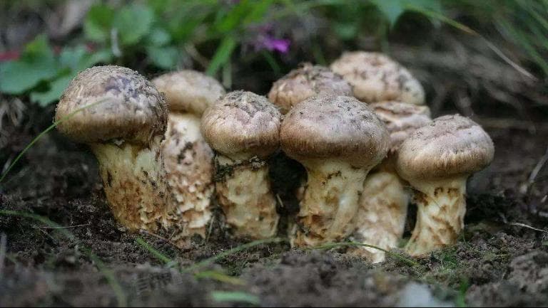 野生菌中毒一般多久出现症状