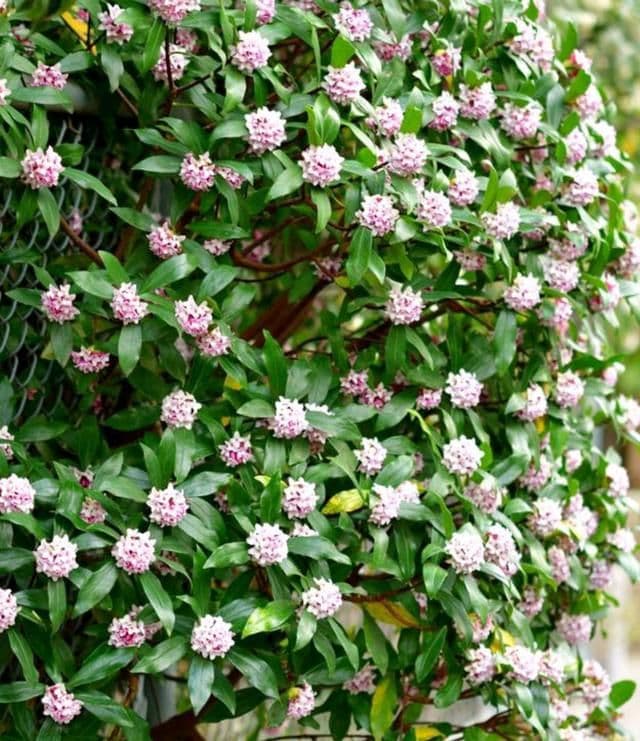 风车茉莉的种植方法和特点