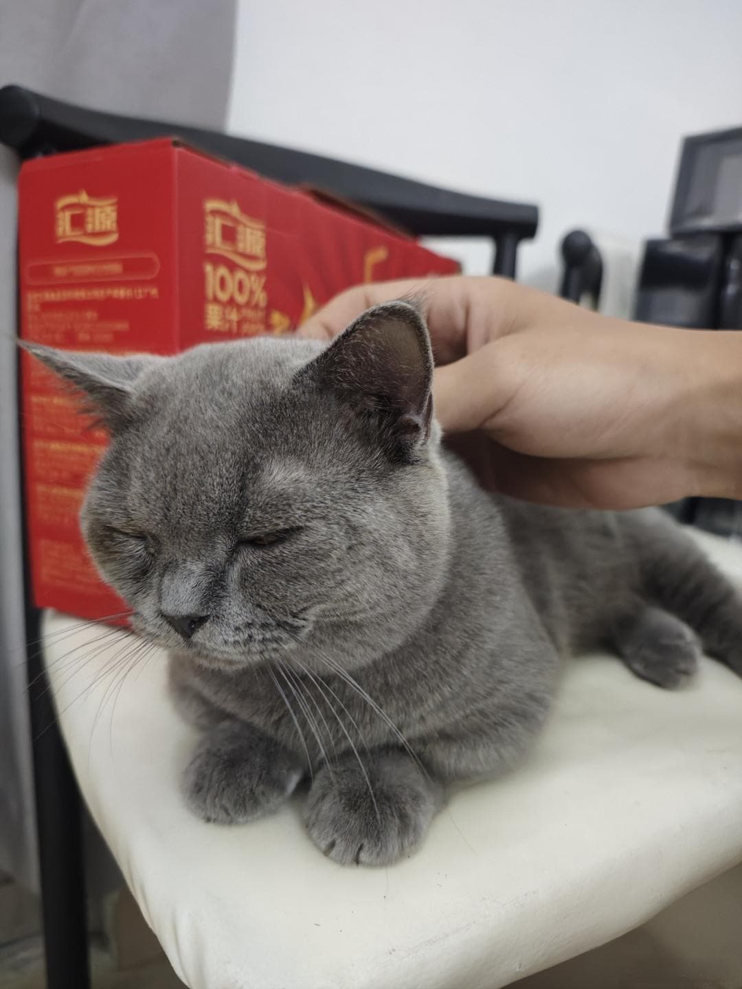 哇！这只蓝猫太可爱了！