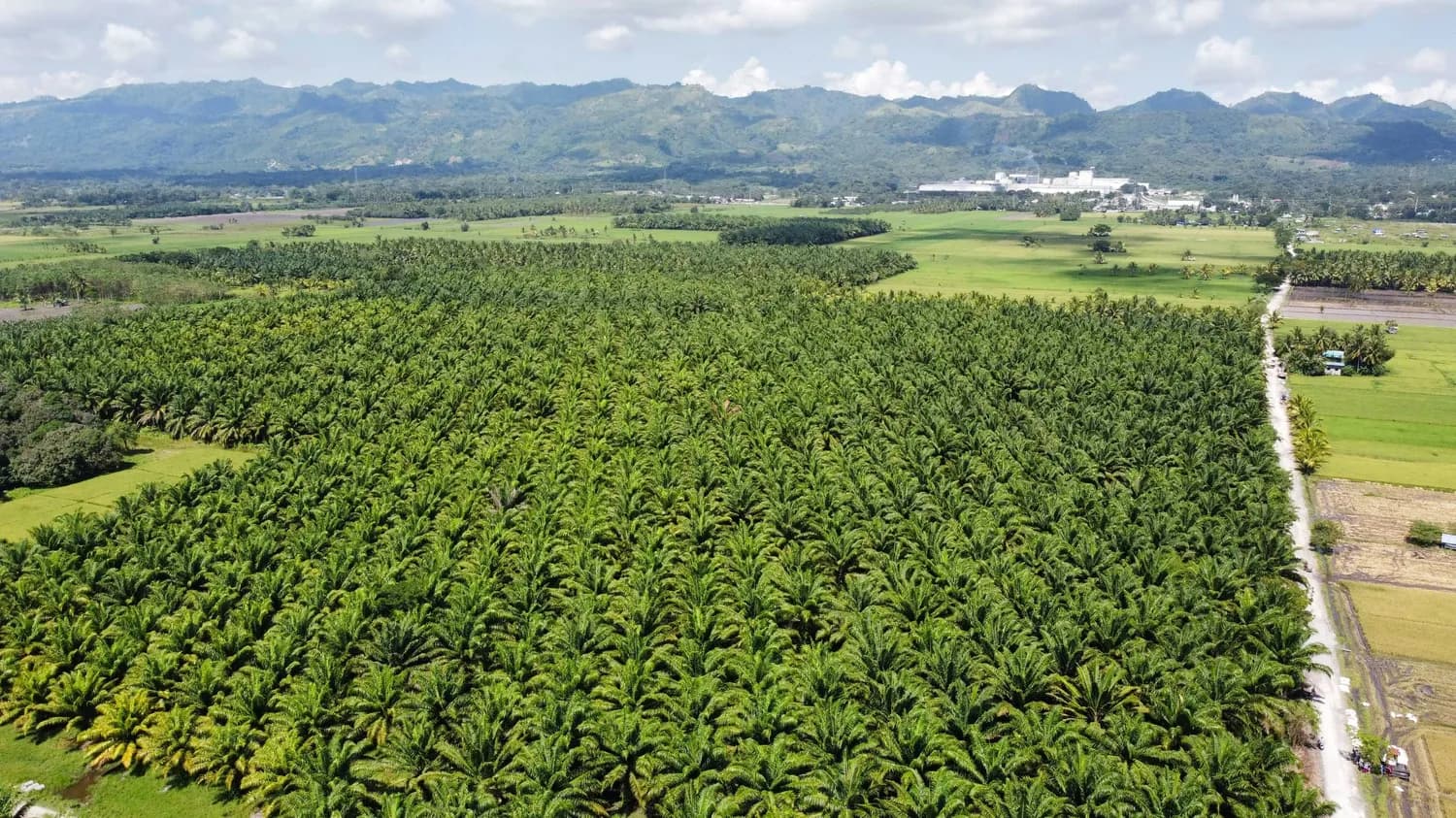 海南山竹：热带气候孕育珍果，亩产利润超万元