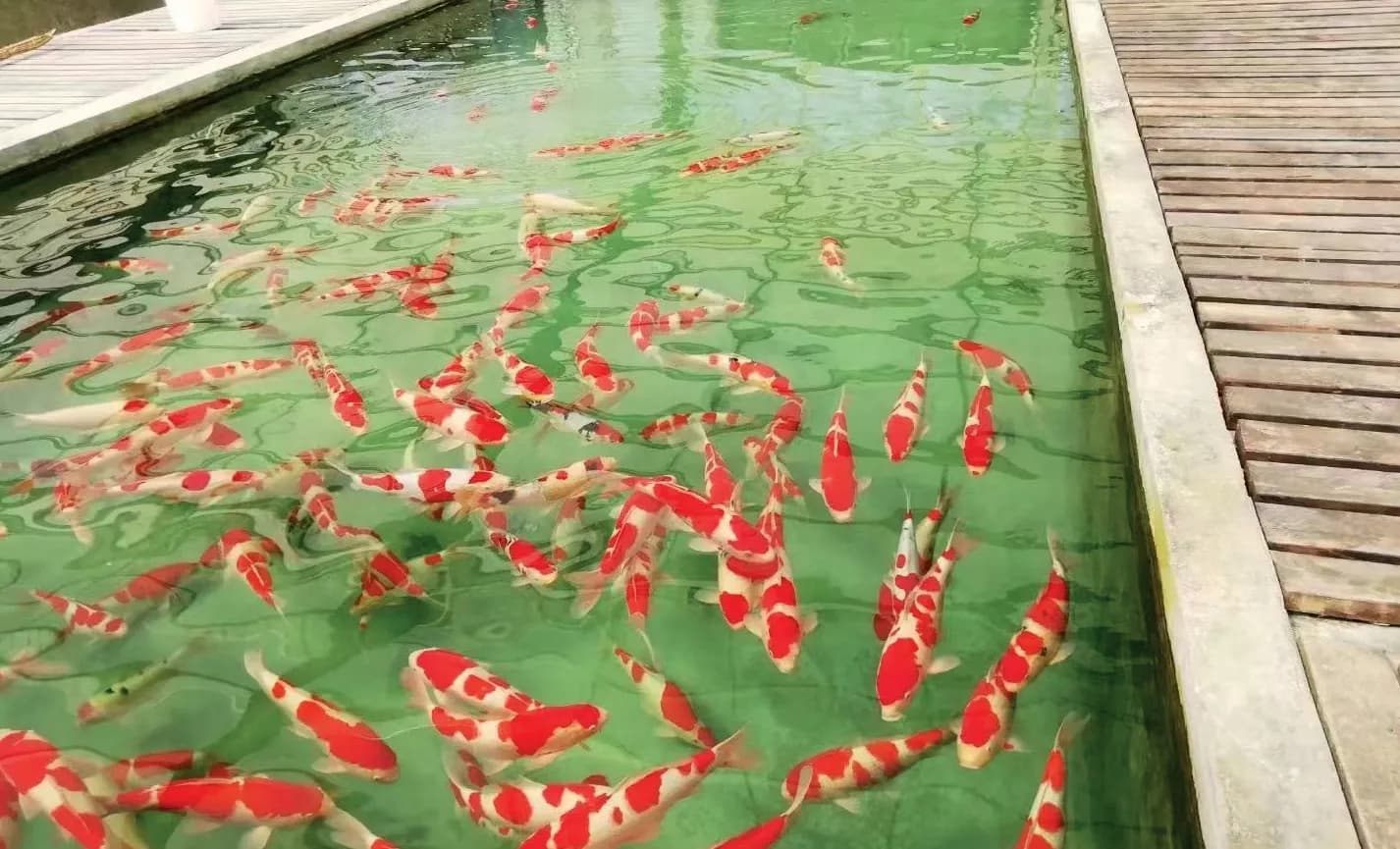 略谈应用不同饲料对锦鲤养殖效果的影响