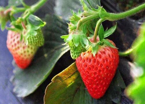 草莓几月份成熟上市 哪里有卖