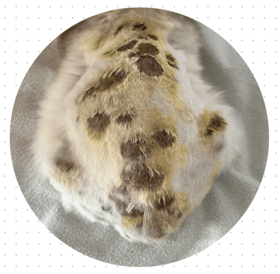 猫癣分级用药攻略：选对药，猫咪少受罪！