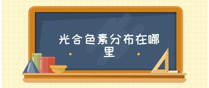 光合色素分布在哪里