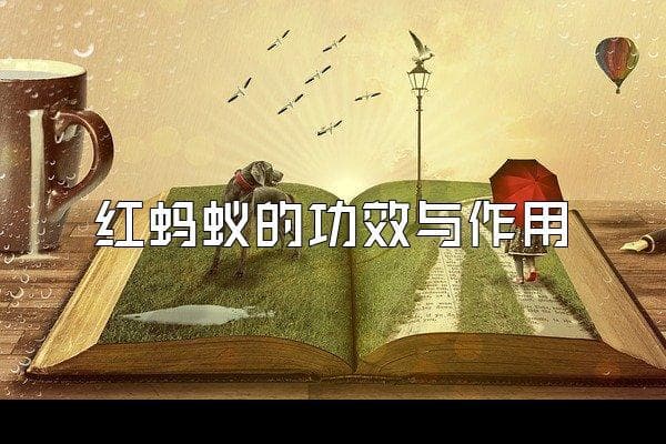 红蚂蚁的功效与作用