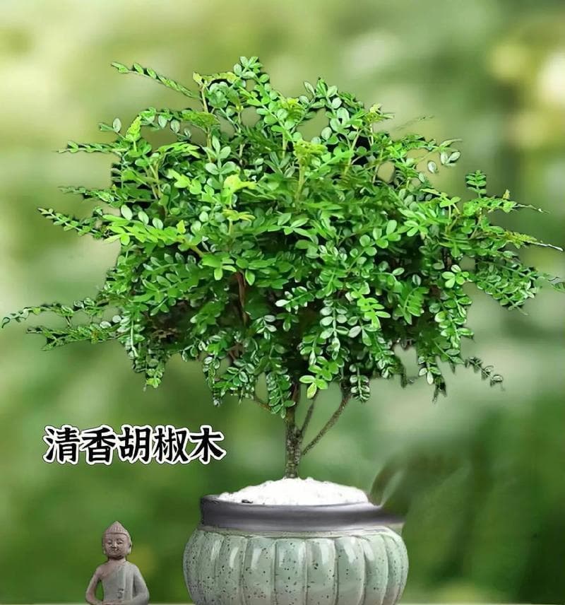 家里适合种植哪些防蚊虫植物？