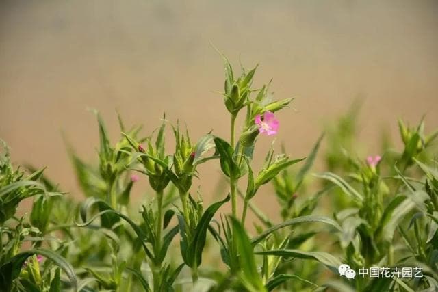 中科院植物所专家测评国内8款常用植物识别软件