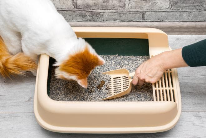 猫屎为什么这么臭？科学揭秘猫咪粪便的气味之谜