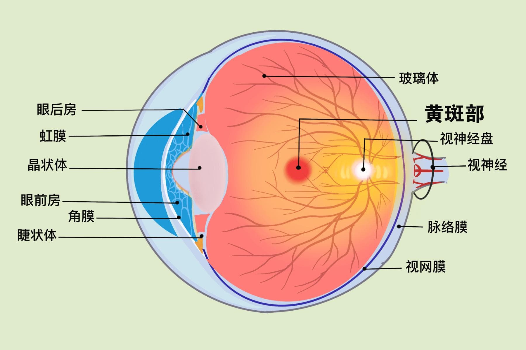 叶黄素对保护眼睛有哪些益处？