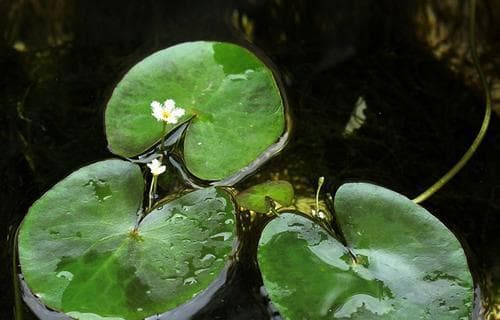 睡莲的生长条件（水质、光照、温度、土壤等关键因素）