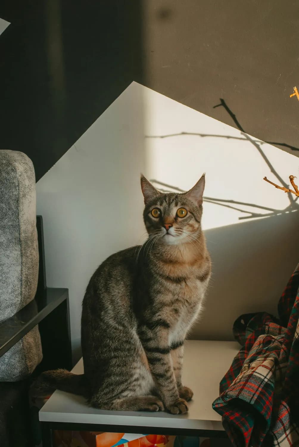 猫咪Ebisu教你如何训练聪明喵星人