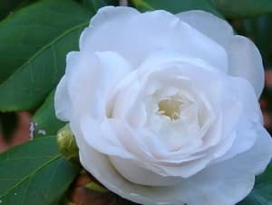 东方亮：茶花中的"美人片"