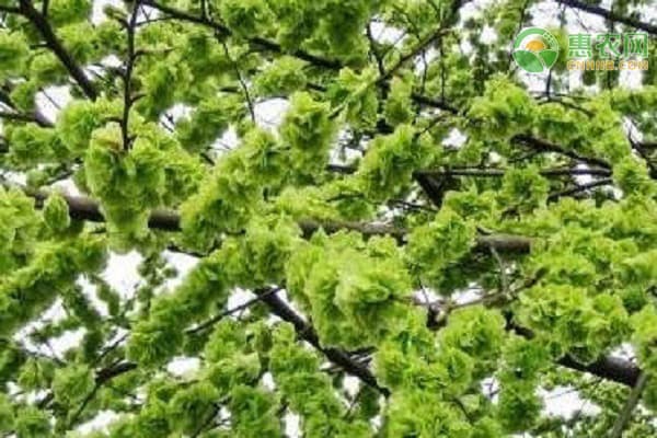 三月常见野菜品种